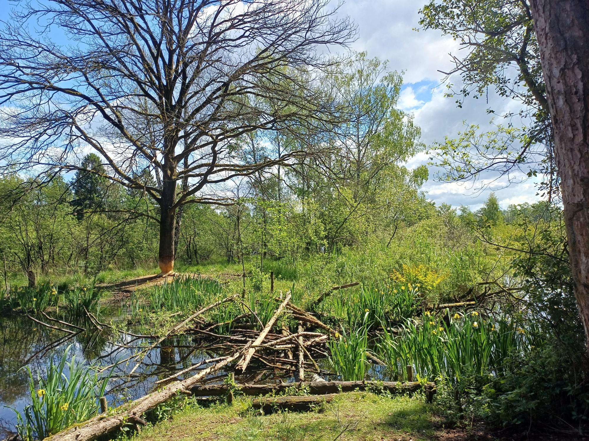 Groen boslandschap in de omgeving van Waalwijk