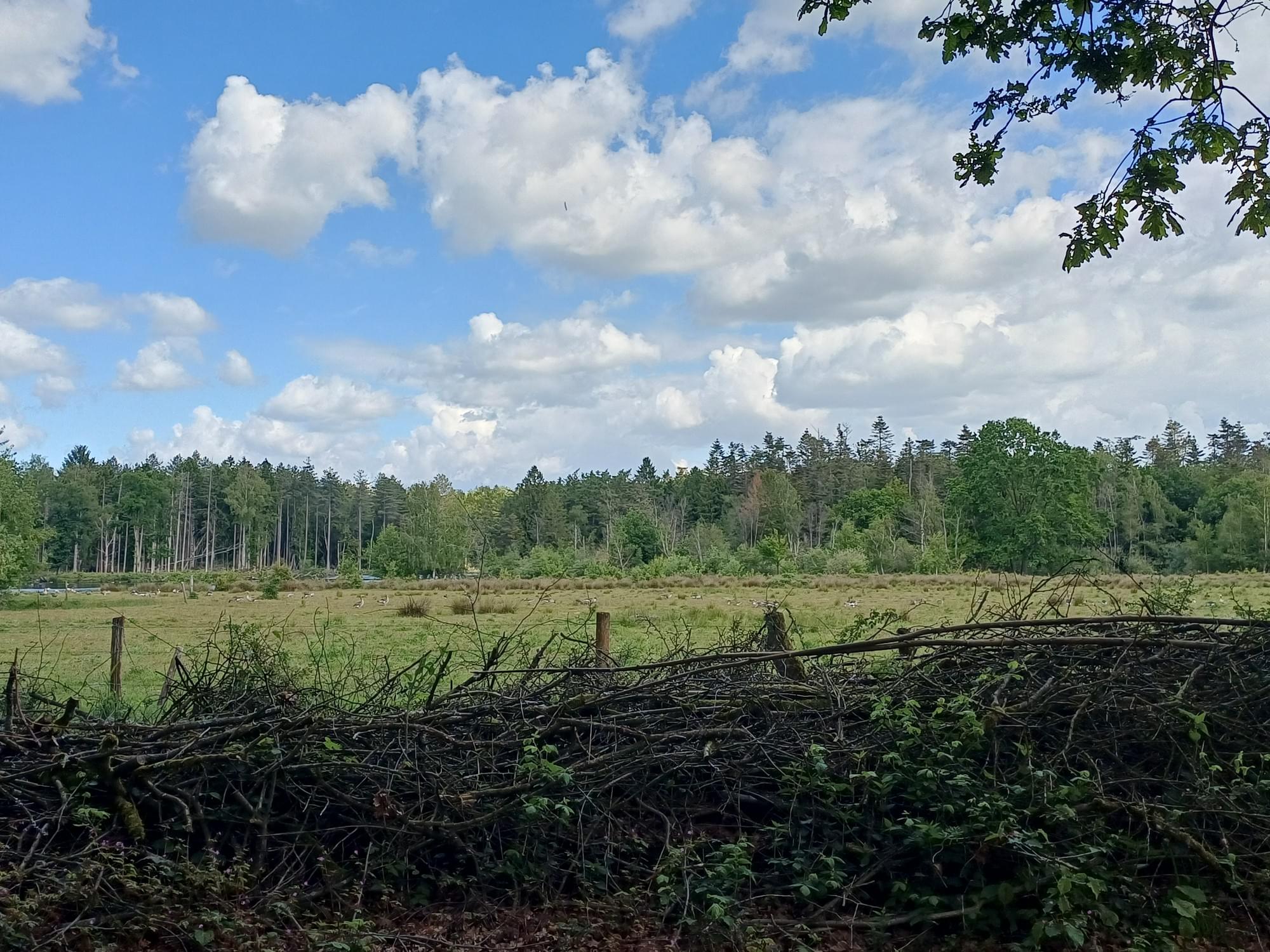 Open landschap aan de bosrand bij Waalwijk